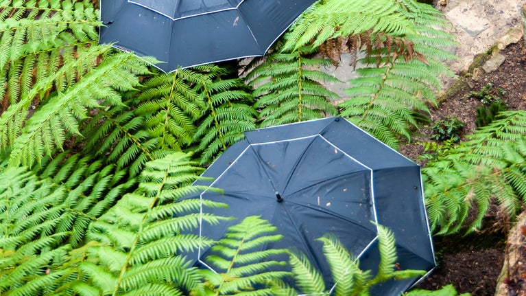 Umbrellas and ferns on a rainy day